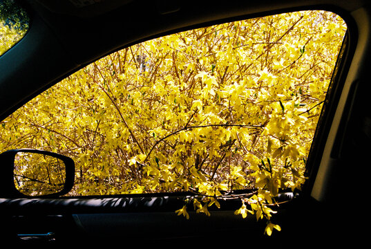 Car window filled up with yellow forsythia flowers