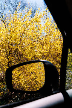 Car parked next to forsythia blossoms