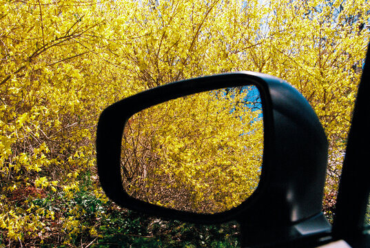 Car mirror reflects forsythia blossoms 