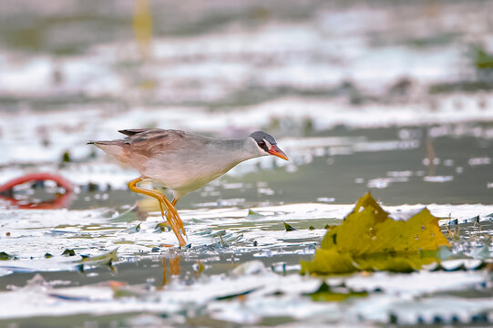 A Ruddy-breasted Crake (Zapornia fusca) foraging in shallow wetland water surrounded by aquatic vegetation.