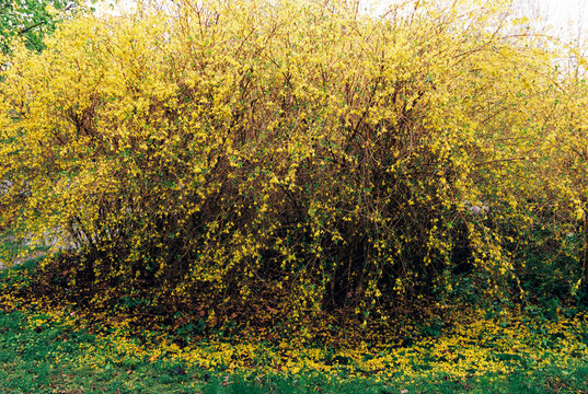 Forsythia bush dropping petals in the rain
