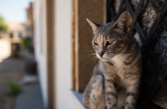 Tabby Cat Sitting on Window Sill Looking Outdoors