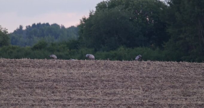 Flock of grey cranes foraging on harvested agricultural field at horizon line in evening light slow motion