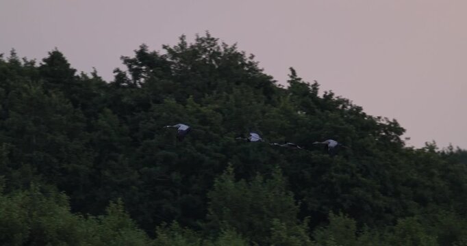 Flock of grey cranes flying over green forest treetops in evening light slow motion