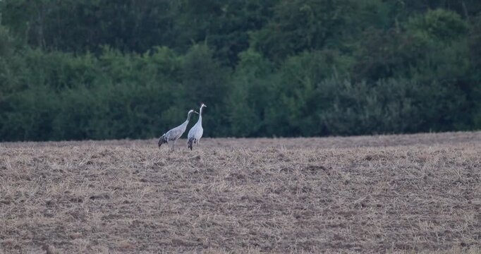 Two grey cranes standing on harvested agricultural field in evening light slow motion