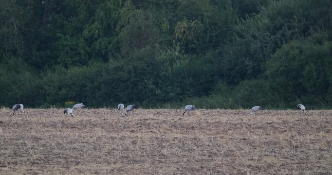 Flock of grey cranes foraging on harvested agricultural field at horizon line in evening light slow motion