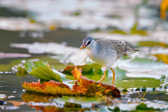 Ruddy-breasted Crake (Zapornia fusca) walking through shallow wetland water, captured in its natural habitat with a beautiful reflection on the water surface