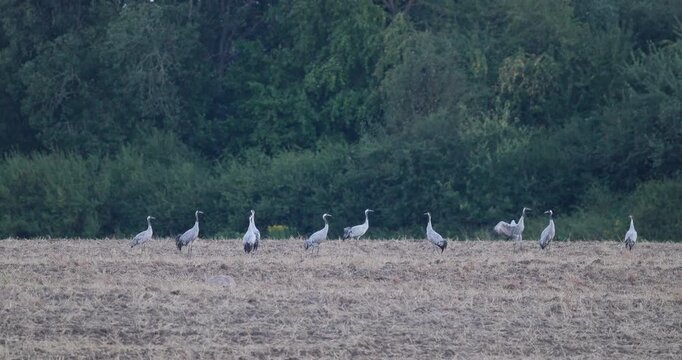 Adult grey cranes teaching juveniles pre-migration flight skills on harvested field in evening slow motion