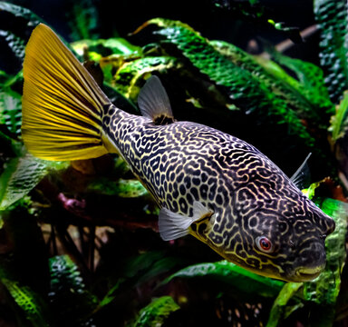 Freshwater puffer. Latin name - Tetraodon mbu