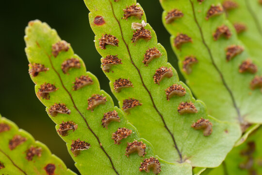 Close View of Ferns Showing Spores on Green Leaves in Nature