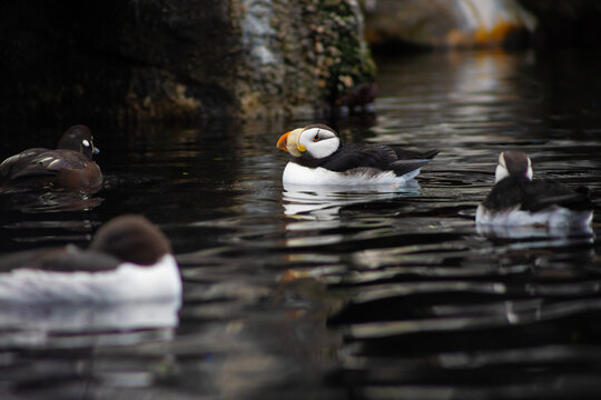 Horned Puffins swimming on water