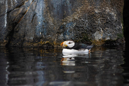 Horned Puffin on water by rock