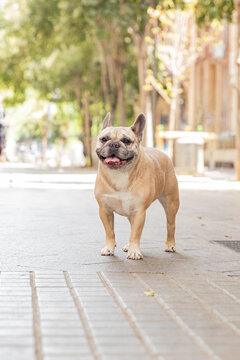 Funny dog, happy french bulldog walking on city street in summer. Space for text next to the animal