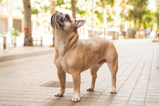 french bulldog stands on city street looking up, text space next to it