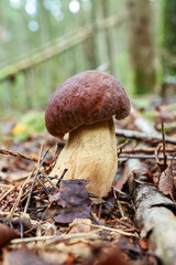 A close-up of a young white boletus mushroom growing among dry needles and leaves in a coniferous forest.  © fototema