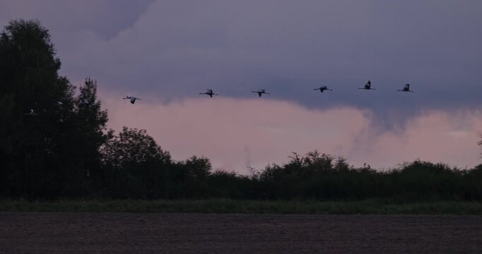 Flock of grey cranes taking off from harvested field and flying over forest treetops in evening light slow motion