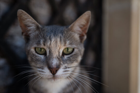 Tabby Cat Sitting on Window Sill Looking Outdoors