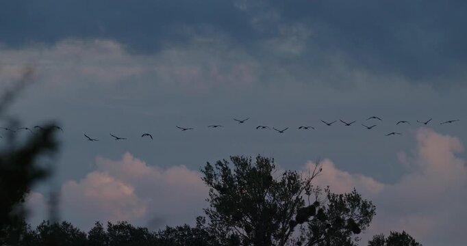 Large flock of grey cranes migrating in silhouette across dramatic evening storm sky slow motion