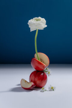 Elegant white ranunculus flower balanced atop ripe nectarines