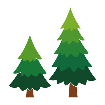 Evergreen pine trees forest illustration
