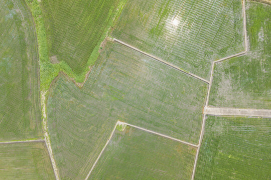 Aerial View of Newly Transplanted Rice Paddy Fields