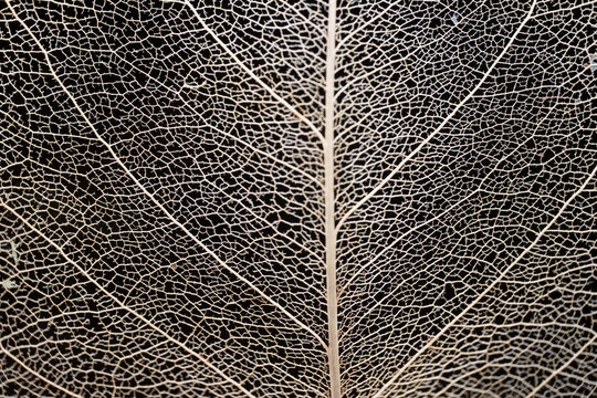 Detailed View of a Dry Leaf Showing Its Veins and Structure