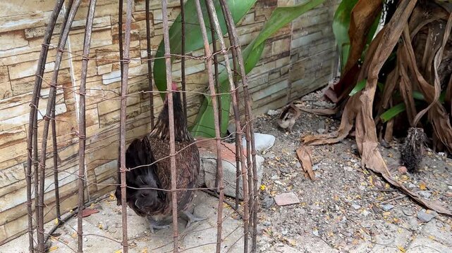 Encountered a cage with a hen in the village, and chicks running around. Poultry, rooster and hen, a free-range chick, hiding in trash and at a construction site, a cute bird, beautiful plumage
