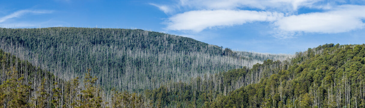 Mountain sides of forest with stark white tree trunks
