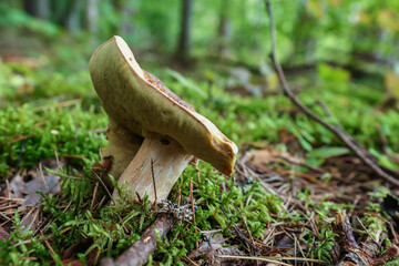 A close-up of a young white boletus mushroom growing among dry needles and leaves in a coniferous forest.  © fototema