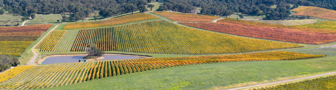 Grape vines with colourful leaves covering a sloping hillside