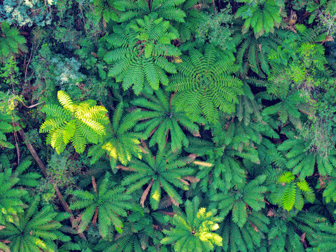 Lush green tree ferns covering the forest floor