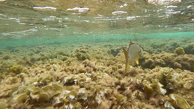 Underwater shot of a greater amberjack fish swimming over rocky seabed in Mediterranean sea Spain