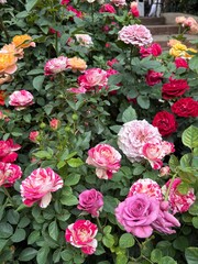 Fototapeta premium pink roses in a garden