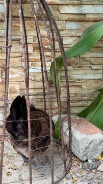 Encountered a cage with a hen in the village, and chicks running around. Poultry, rooster and hen, a free-range chick, hiding in trash and at a construction site, a cute bird, beautiful plumage
