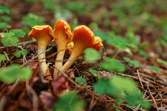 A close-up of a family of bright yellow chanterelles growing among wood sorrel and forest litter.