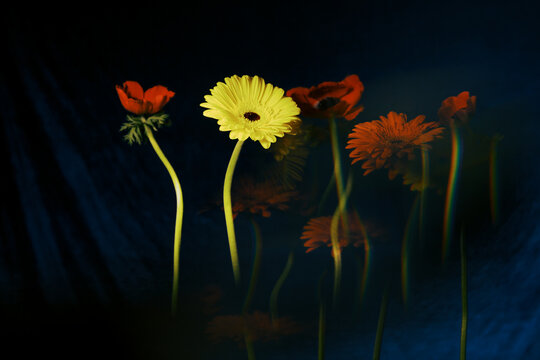 Flowers moving in a blurred background during an outdoor event