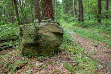 A large mossy boulder near a path in a green coniferous forest. © fototema