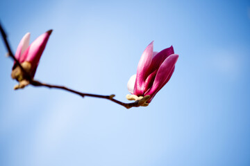  Backlit close‑up of purple magnolia flower bud © Xiangli