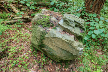 A large mossy boulder near a path in a green coniferous forest. © fototema