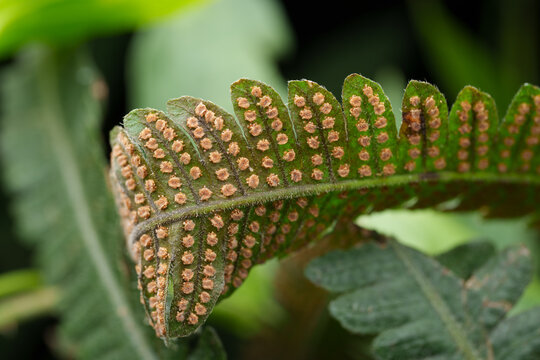 Close View of a Fern Leaf With Sporangia on the Underside