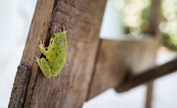 Tree Frog Hyla sarda Climbing on Wooden Surface