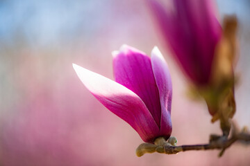  Backlit close‑up of purple magnolia flower bud © Xiangli
