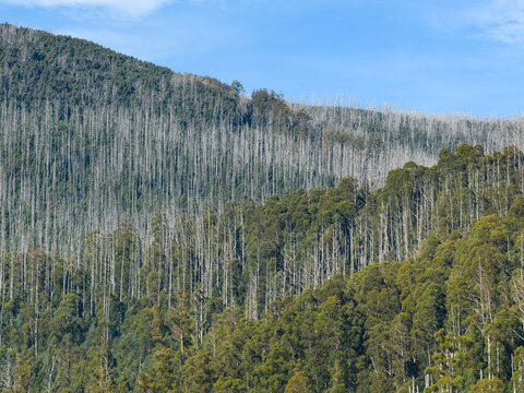 Bare tree trunks pushing through a new growth forest on a mount side