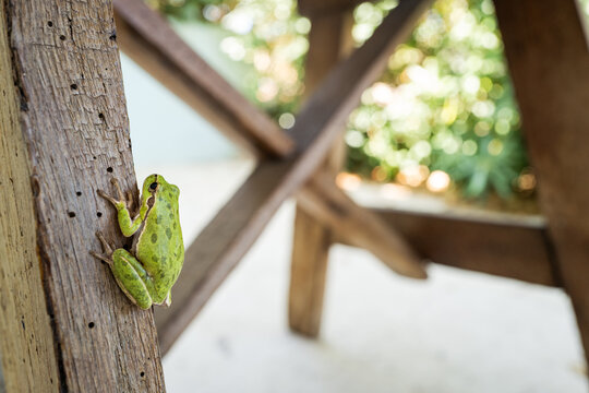 Tree Frog Hyla sarda Climbing on Wooden Surface