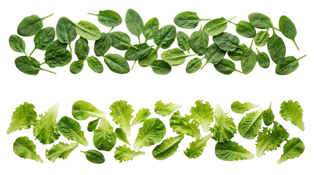 Fresh green spinach and lettuce leaves arranged in two horizontal rows for healthy food cooking and salad preparation