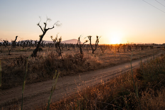 Sunset Over Olive Grove with Pruned Trees