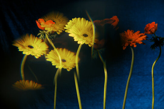 Colorful flowers with different shapes and sizes in the background
