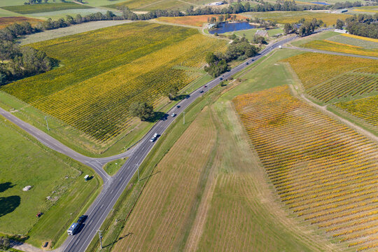 Country road running through a valley of colourful vineyards