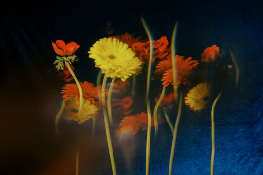 Colorful flowers with different shapes and sizes in the background