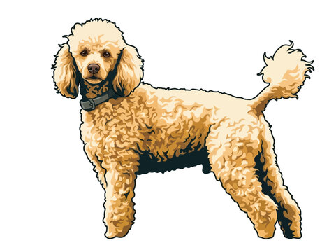 poodle dog vector illustration logo